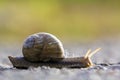 Close-up of big terrestrial snail with brown shell slowly crawling on bright blurred background. Use of mollusks as food and damag