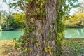 Close up big tree covered with ivy in the forest with river in the background Royalty Free Stock Photo