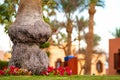 Close up of a big trunk of old palm tree growing on green grass lawn with red flowers around Royalty Free Stock Photo