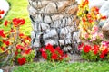 Close up of a big trunk of old palm tree growing on green grass lawn with red flowers around Royalty Free Stock Photo