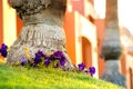 Close up of a big trunk of old palm tree growing on green grass lawn with red flowers around Royalty Free Stock Photo