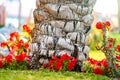 Close up of a big trunk of old palm tree growing on green grass lawn with red flowers around Royalty Free Stock Photo