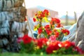 Close up of a big trunk of old palm tree growing on green grass lawn with red flowers around Royalty Free Stock Photo