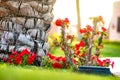 Close up of a big trunk of old palm tree growing on green grass lawn with red flowers around Royalty Free Stock Photo