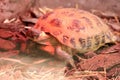 Close up of big turtle crawling at the zoo. Royalty Free Stock Photo