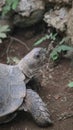 Close up of big turtle in safari park bogor indonesia Royalty Free Stock Photo