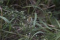 close-up: big wasp spider showing web decoration called stabilimentum Royalty Free Stock Photo