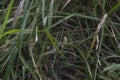 close-up: big wasp spider showing web decoration called stabilimentum Royalty Free Stock Photo