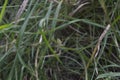 close-up: big wasp spider showing web decoration called stabilimentum Royalty Free Stock Photo