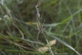 close-up: big wasp spider showing web decoration called stabilimentum Royalty Free Stock Photo