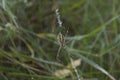 close-up: big wasp spider showing web decoration called stabilimentum Royalty Free Stock Photo