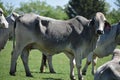 Big White Cow Close Up Royalty Free Stock Photo