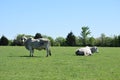 Big White Cow Close Up Royalty Free Stock Photo