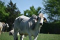 Big White Cow Close Up Royalty Free Stock Photo