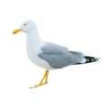 Close-up of big white seagull standing isolated on white background. Royalty Free Stock Photo