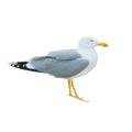Close-up of big white seagull standing isolated on white background. Royalty Free Stock Photo