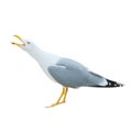 Close-up of big white seagull standing screaming crying with ope Royalty Free Stock Photo