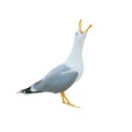 Close-up of big white seagull standing screaming crying with ope Royalty Free Stock Photo