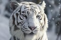 Close up of a big white tiger head. Bleached tiger of India in a snowy forest and winter background Royalty Free Stock Photo