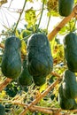 Close-up of big winter melon growing in the melon shed on the farm Royalty Free Stock Photo