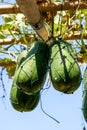 Close-up of big winter melon growing in the melon shed on the farm Royalty Free Stock Photo