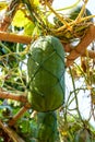 Close-up of big winter melon growing in the melon shed on the farm Royalty Free Stock Photo