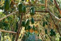 Close-up of big winter melon growing in the melon shed on the farm Royalty Free Stock Photo