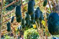 Close-up of big winter melon growing in the melon shed on the farm Royalty Free Stock Photo