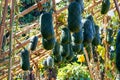 Close-up of big winter melon growing in the melon shed on the farm Royalty Free Stock Photo