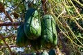 Close-up of big winter melon growing in the melon shed on the farm Royalty Free Stock Photo