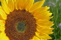 Close up of a big yellow sunflower in the sun light in the flower field Royalty Free Stock Photo