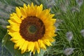 Close up of a big yellow sunflower in the sun light in the flower field Royalty Free Stock Photo