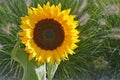 Close up of a big yellow sunflower in the sun light in the flower field Royalty Free Stock Photo