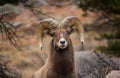 Close up of a bighorn sheep ram chewing on a piece of grass. Royalty Free Stock Photo