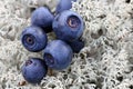 Close up of Bilberries on Cladonia Lichen Royalty Free Stock Photo