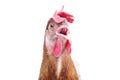 close up bill ,beak ,eye and face of chicken livestock with funny acting isolated white background use for lovely livestock and f