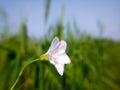 Close up of bindweed flower