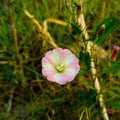Close up of bindweed flower. Bindweed flower. Morning glory flower. Bindweed Royalty Free Stock Photo