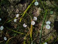 Close up of bindweed flower. Bindweed flower. Morning glory flower. Bindweed Royalty Free Stock Photo