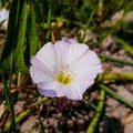 Close up of bindweed flower. Bindweed flower. Morning glory flower. Bindweed Royalty Free Stock Photo