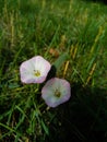 Close up of Bindweed flower. Bindweed flower. Morning glory flower. Royalty Free Stock Photo