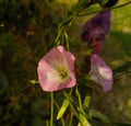 Close up of Bindweed flower. Bindweed flower. Morning glory flower. Royalty Free Stock Photo