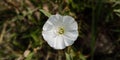 Close up of Bindweed flower. Bindweed flower. Morning glory flower. Royalty Free Stock Photo