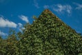 Close-up of bindweed leaves over a roof, forming a verdant pattern in the late afternoon light on Damme. Royalty Free Stock Photo