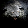 Close-up of a Binturong