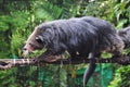 Close up Binturong or Bearcat Binturong or Arctictis Binturong Royalty Free Stock Photo