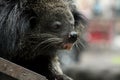 Close up of binturong face eating food on pole Royalty Free Stock Photo