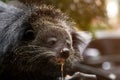 Close up of binturong face eatting food on pole Royalty Free Stock Photo