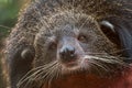 Close up of binturong face looking at camera and lie on pole with warm light flare Royalty Free Stock Photo