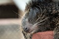 Close up of binturong face sleeping on red pole